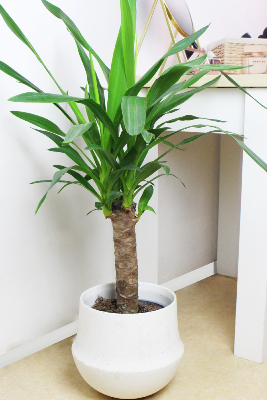 PLANTE D’INTÉRIEUR - Yucca