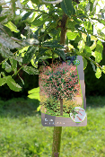 Saule crevette (Salix Integra Hakuro-Nishiki)