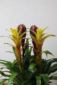 PLANTE D’INTÉRIEUR - Bromélia