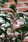 PLANTE D'EXTERIEUR - Camélia Sinensis Théier