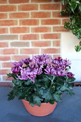 PLANTE D'EXTÉRIEUR - Chrysanthème 8-9 têtes