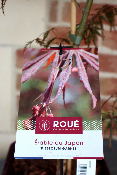 Erable du Japon - Acer Palmatum 'Dissectum Garnet'