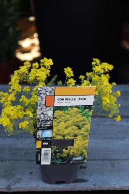 PLANTE VIVACE - Corbeille d'or