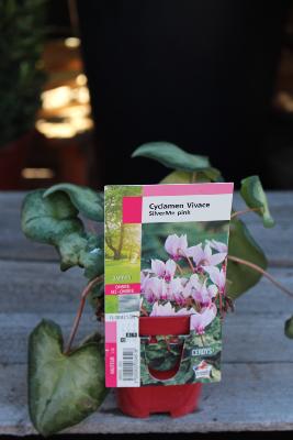 PLANTE VIVACE - Cyclamen vivace