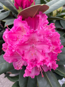 PLANTE D'EXTERIEUR - Rhododendron