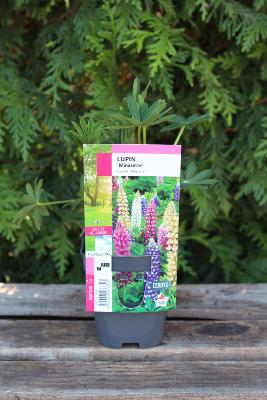 PLANTE VIVACE - Lupin