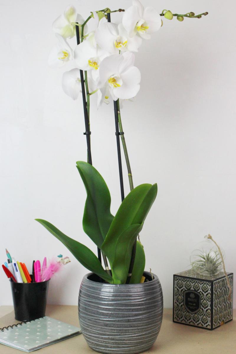 Offrir Orchidées Phalaenopsis Lysandre - La Fontaine Fleurie