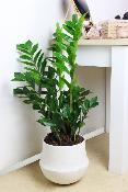 PLANTE D’INTÉRIEUR - Zamioculcas