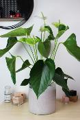 PLANTE D’INTÉRIEUR - Anthurium