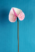 FLEUR ÉTERNELLE - Anthurium