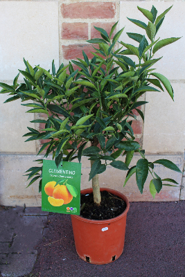 ARBRE FRUITIER - Clémentinier