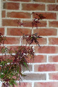 Erable du Japon - Acer Palmatum 'Seiryu'