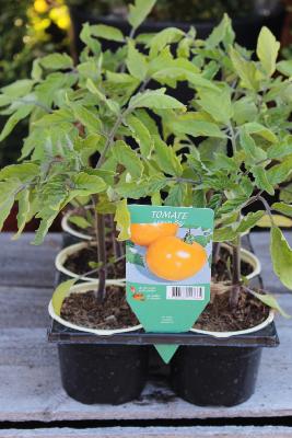 LÉGUME À PLANTER - Tomate Lemon Boy
