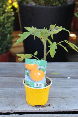 LÉGUME À PLANTER - Tomate Lemon Boy