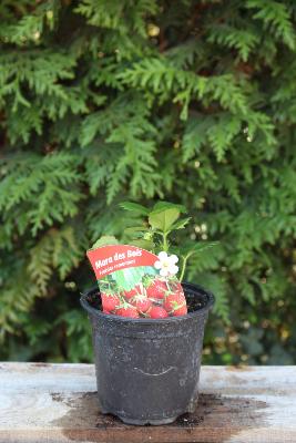 FRUIT À PLANTER - Fraisier remontant 'Mara des bois'