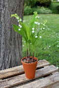 Muguet - Le pot de 3 griffes