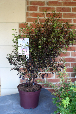 PLANTE D'EXTERIEUR - Pittosporum Dark Diva