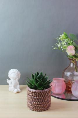 PLANTE GRASSE - Petite succulente à l'unité