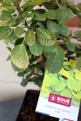 PLANTE D'EXTERIEUR - Arbre à perruques doré (Cotinus)