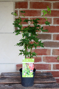 Erable du Japon - Acer Palmatum 'Going Green'