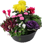 ALHAMBRA - Coupe de fleurs variées