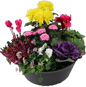 ALHAMBRA - Coupe de fleurs variées