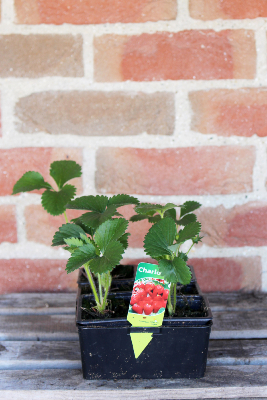 FRUIT À PLANTER - Fraisier 'Charlotte'