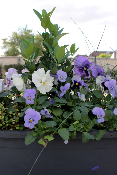 GRANDE JARDINIÈRE DE FLEURS DE SAISON 