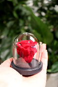 SAINT-VALENTIN - Mini cloche de rose éternelle