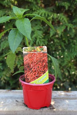 LÉGUME À PLANTER - Piment de Cayenne