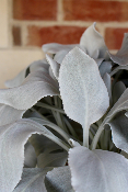 PLANTE D'EXTERIEUR - Senecio Angel Wings