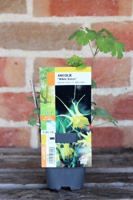 PLANTE VIVACE - Ancolie