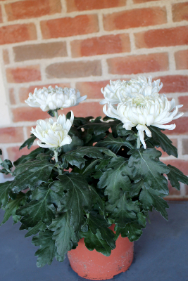 PLANTE D'EXTÉRIEUR - Chrysanthème 4-5 têtes