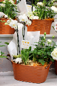 Fête des Grands-Mères - Composition d'orchidée, narcisses et mini rosier