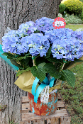 Fête des Mères - Hortensia 