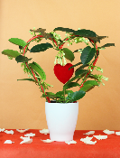  SAINT-VALENTIN - Stéphanotis 