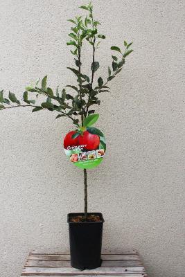 ARBRE FRUITIER - Pommier "Malus Melrose"