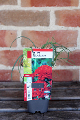 PLANTE VIVACE - Œillet des Fleuristes rose