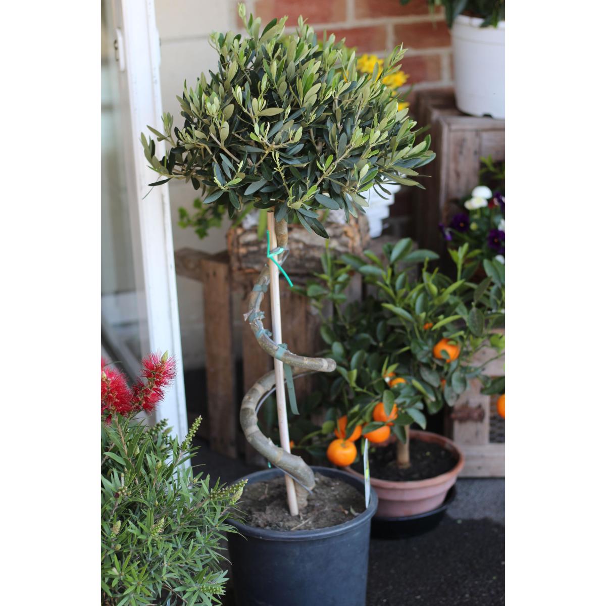 Olivier (Olea Europaea) En Pot - 80-90 Cm - Arbuste Méditerranéen Pour Extérieur - 8