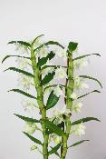 ORCHIDÉE - Dendrobium