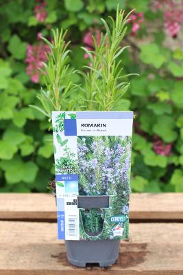 PLANTE VIVACE - Romarin