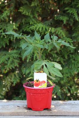 LÉGUME À PLANTER - Tomate Saint-Pierre