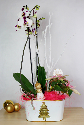 NOËL - Composition d'orchidées et poinsettias roses