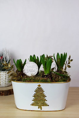 NOËL - Composition de jacinthes sapin doré