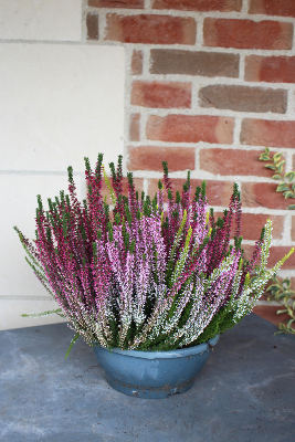 COUPE DE PLANTES - Bruyère "Calluna"