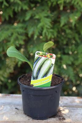 LÉGUME À PLANTER - Courgette