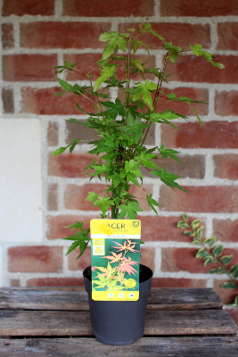 Erable du Japon - Acer Palmatum 'Orange Dream'