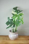 PLANTE D’INTÉRIEUR - Monstera