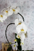 ORCHIDÉE - Phalaenopsis Français