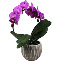 ORCHIDÉE - Phalaenopsis en arceau